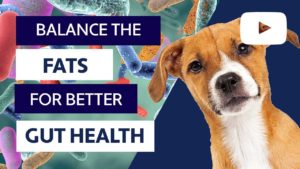 balance the fats for better gut health