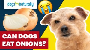 can dogs eat onions