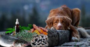 natural cancer treatments for dogs