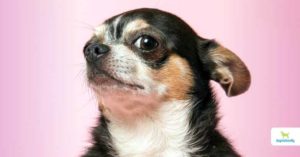 Dog Behavior Problems