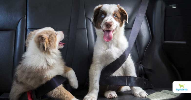 dog car restraint