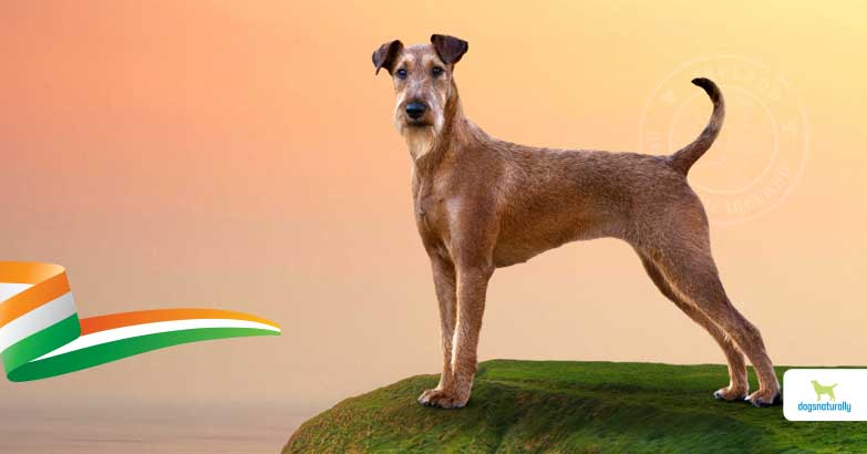 Irish terrier
