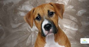 can dogs eat raw fish