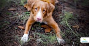 How Do Dogs Get Worms