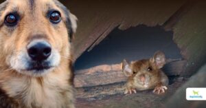 dog ate rat poison