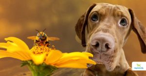 Dog Bee Sting