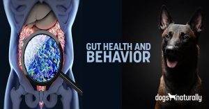 dog behavior problems