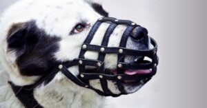 dog muzzle
