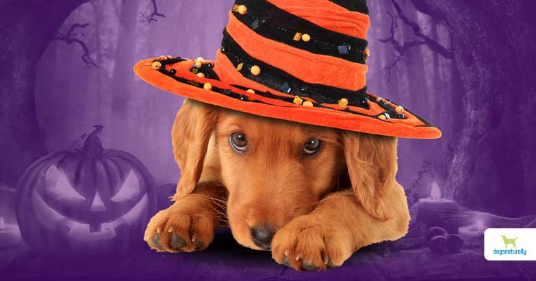 dogs Halloween stress