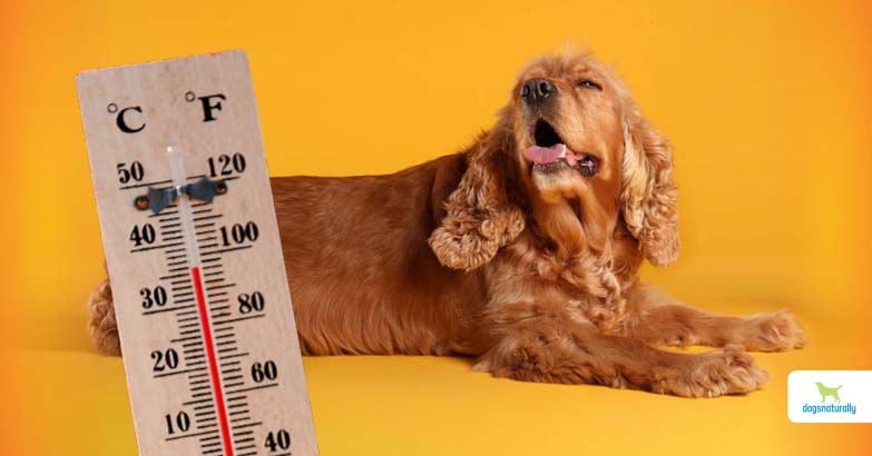 heat stroke in dogs