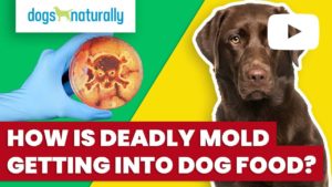 how is deadly mold getting to dog food