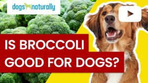 is broccoli good for dogs