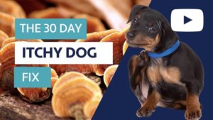 itch relief for dogs