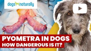 pyometra in dogs