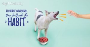 resource guarding in puppies