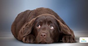 xylitol poisoning in dogs