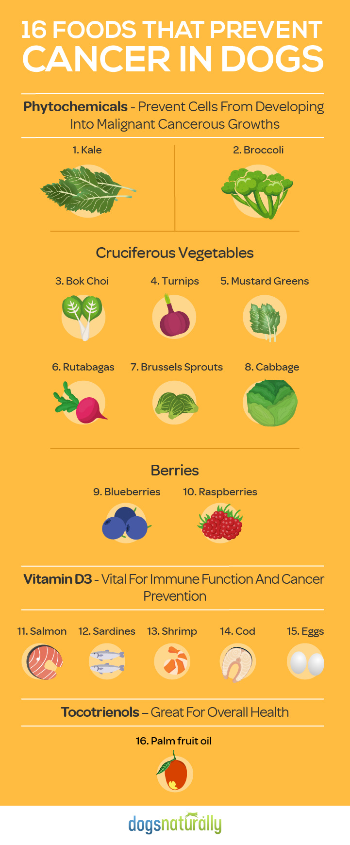 16 Foods That Can Prevent Cancer in Dogs